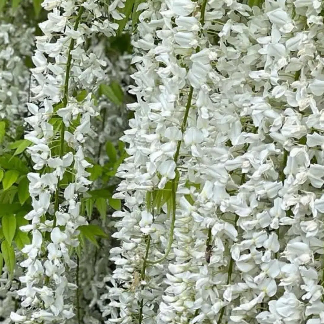 Wisteria Sinensis Alba (Witte Blauweregen) - Afbeelding 2
