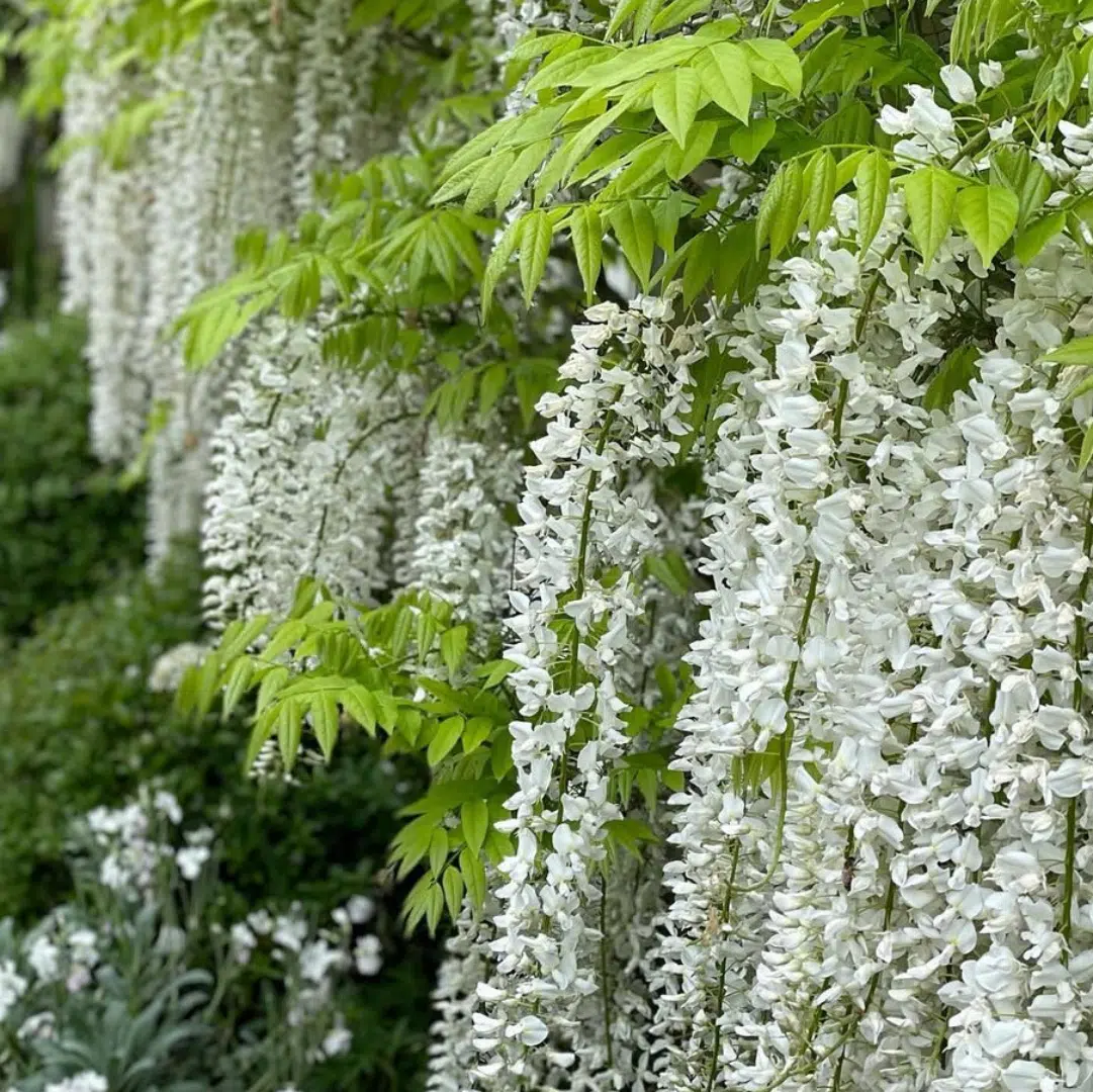 Wisteria Sinensis Alba (Witte Blauweregen)
