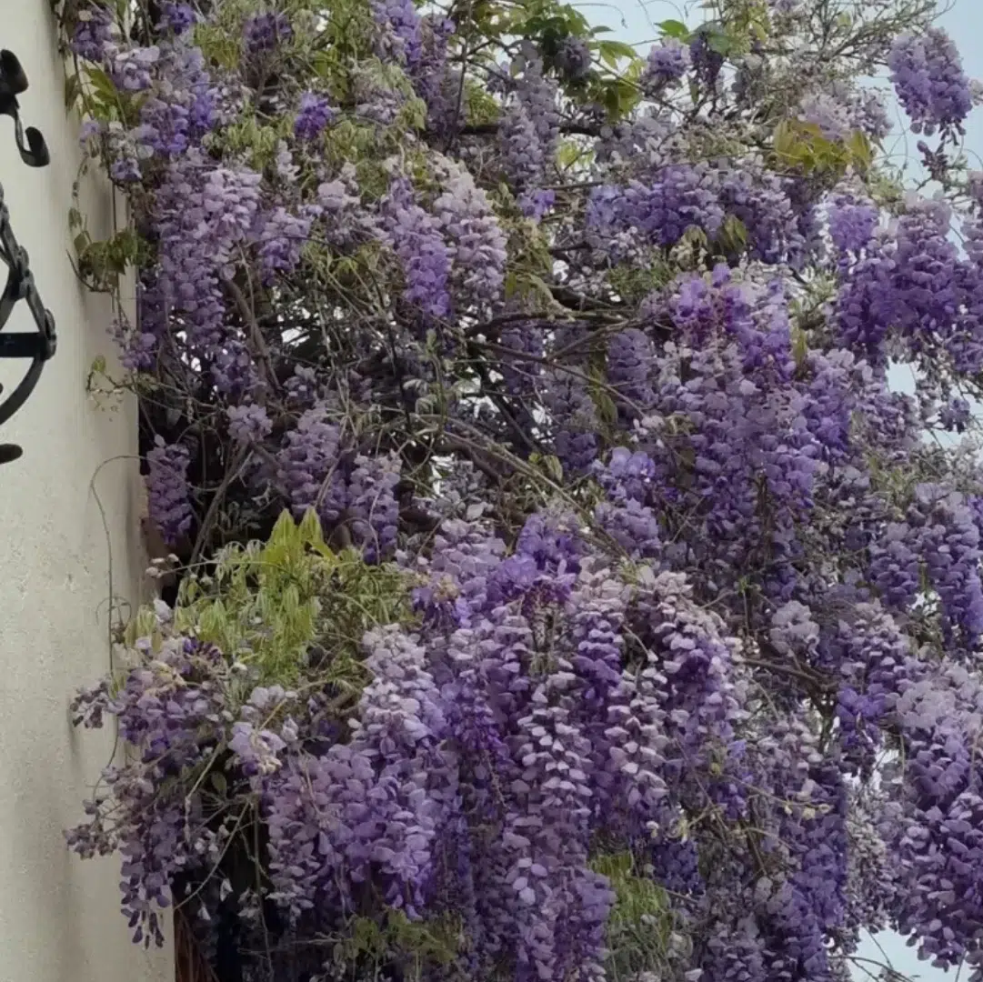 Wisteria Sinensis Caroline (Blauweregen)