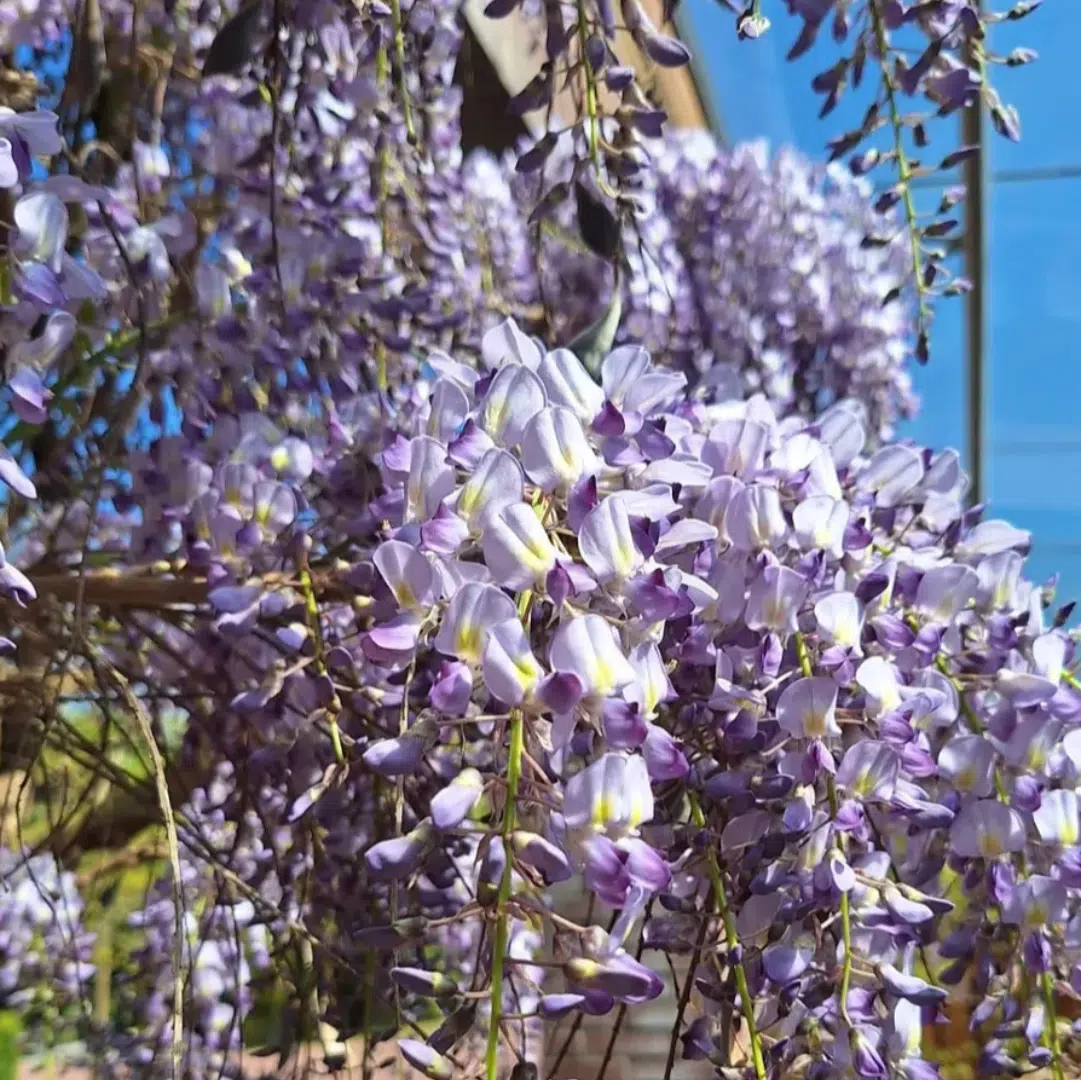 Wisteria Sinensis Prolific (Blauweregen) - Afbeelding 2