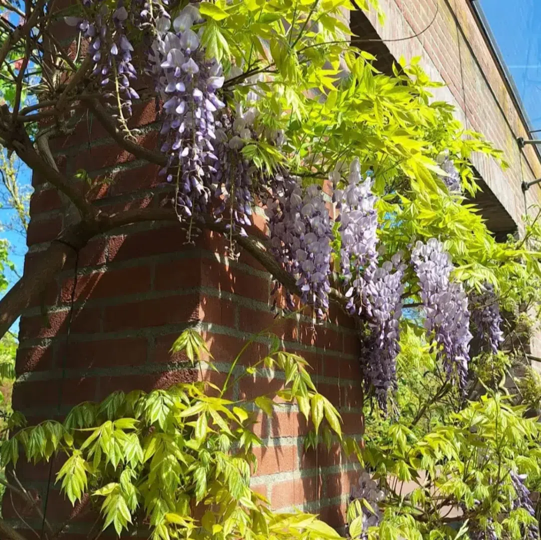 Wisteria Sinensis Prolific (Blauweregen)