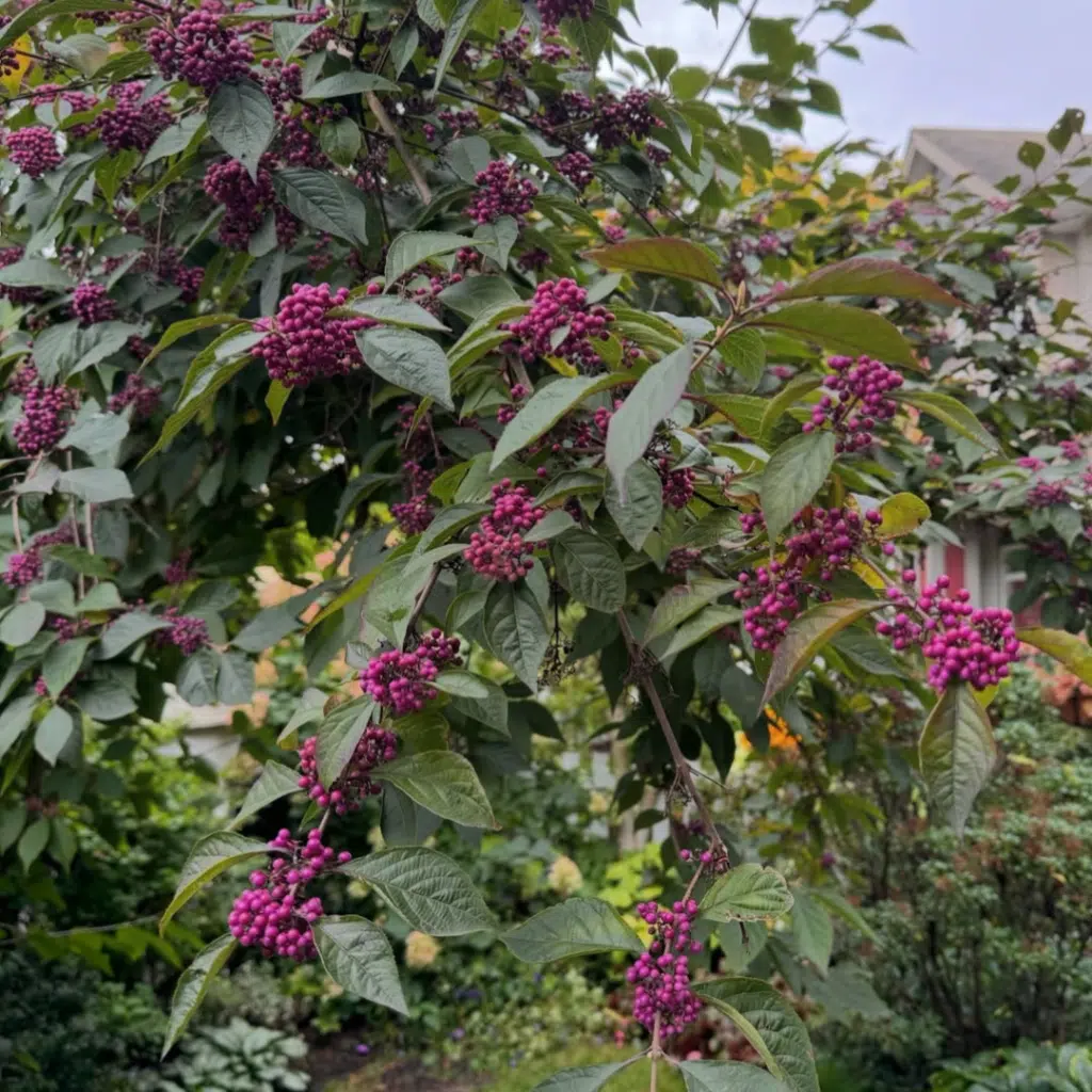 Callicarpa Bodinieri Profusion (Schoonvrucht)