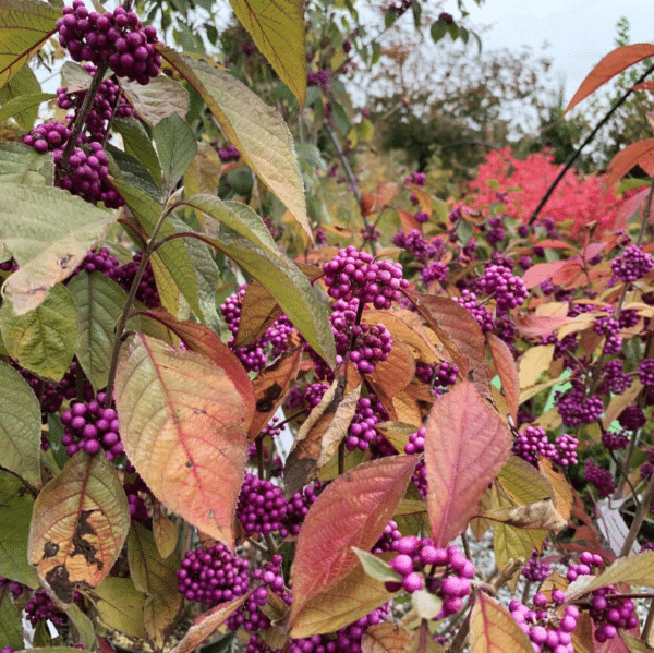Callicarpa Bodinieri Profusion  (Schoonvrucht) - Afbeelding 2