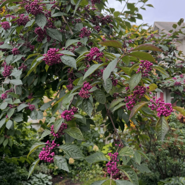 Callicarpa Bodinieri Profusion (Schoonvrucht)