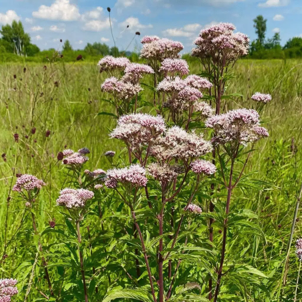 Eupatorium Cannabinum (Koninginnekruid)