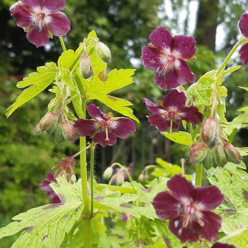 Geranium Phaeum (Donkere Ooievaarsbek)