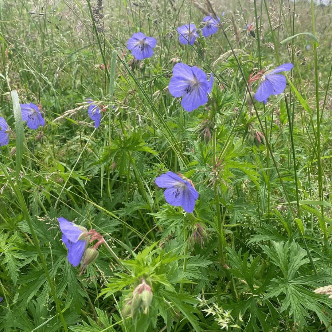 Geranium Pratense (Beemdooievaarsbek)