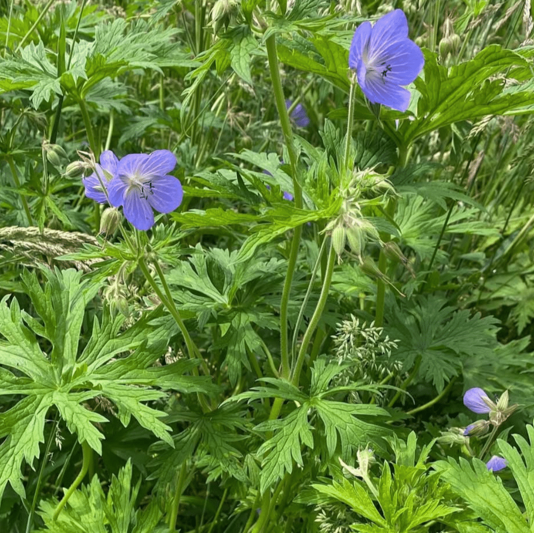 Geranium Pratense (Beemdooievaarsbek) - Afbeelding 2