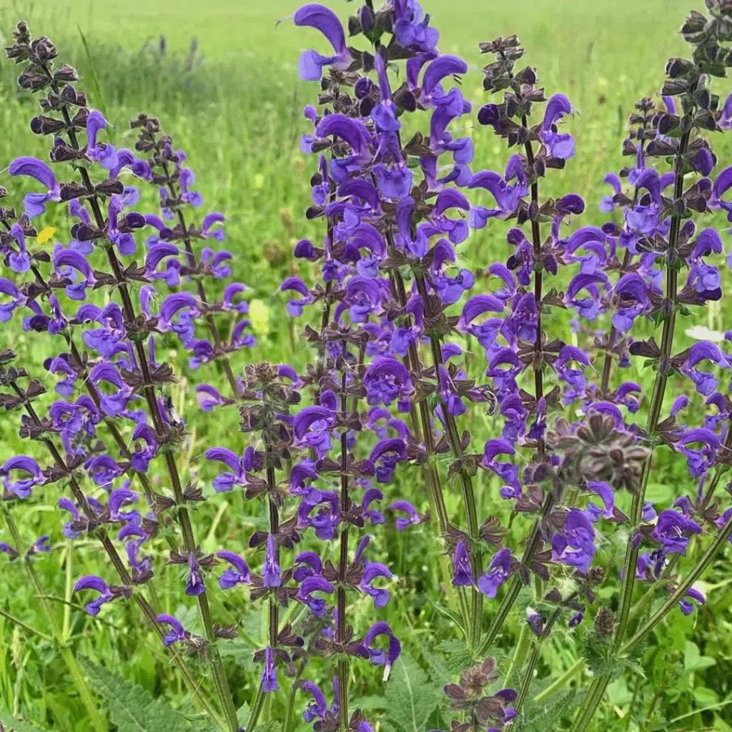 Salvia Pratensis (Veldsalie)