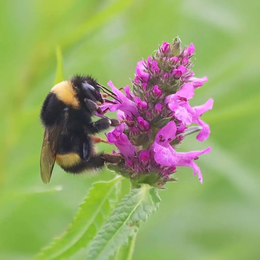 Stachys Officinalis (Betonie) - Afbeelding 2
