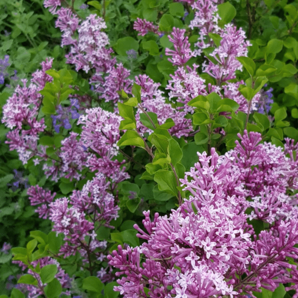 Syringa Meyeri Flowerfesta Purple (Dwergsering) - Afbeelding 2