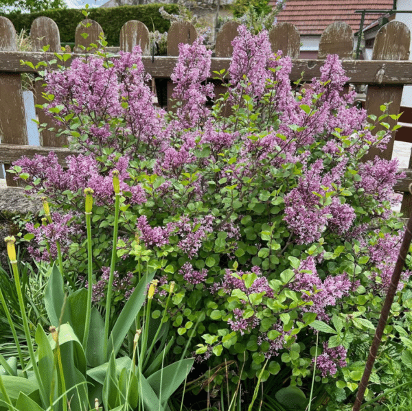 Syringa Meyeri Flowerfesta Purple (Dwergsering)
