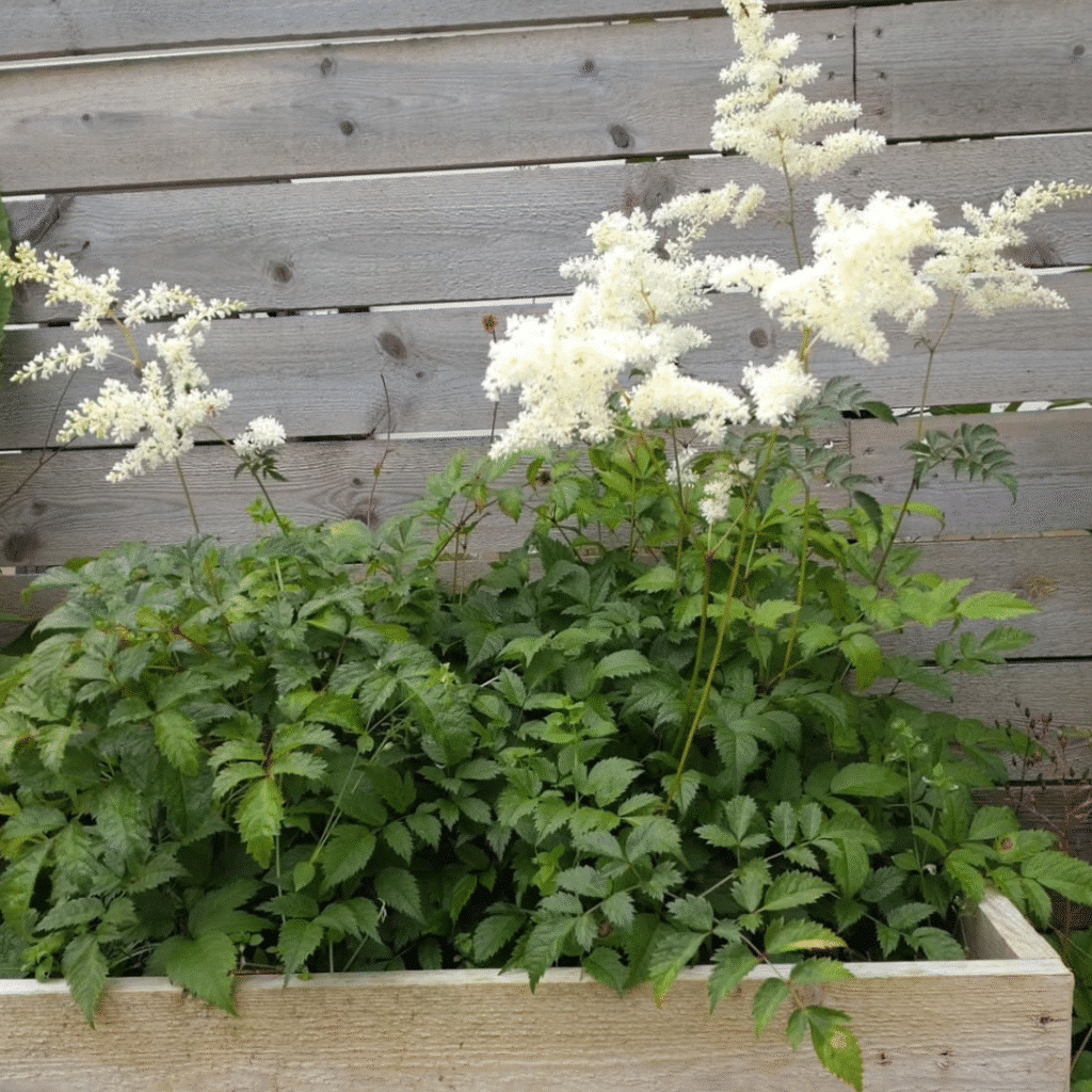 Astilbe Brautschleier (Pluimspirea)