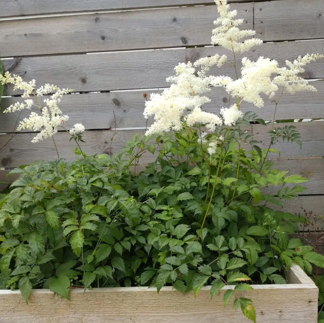 Astilbe Brautschleier (Pluimspirea)