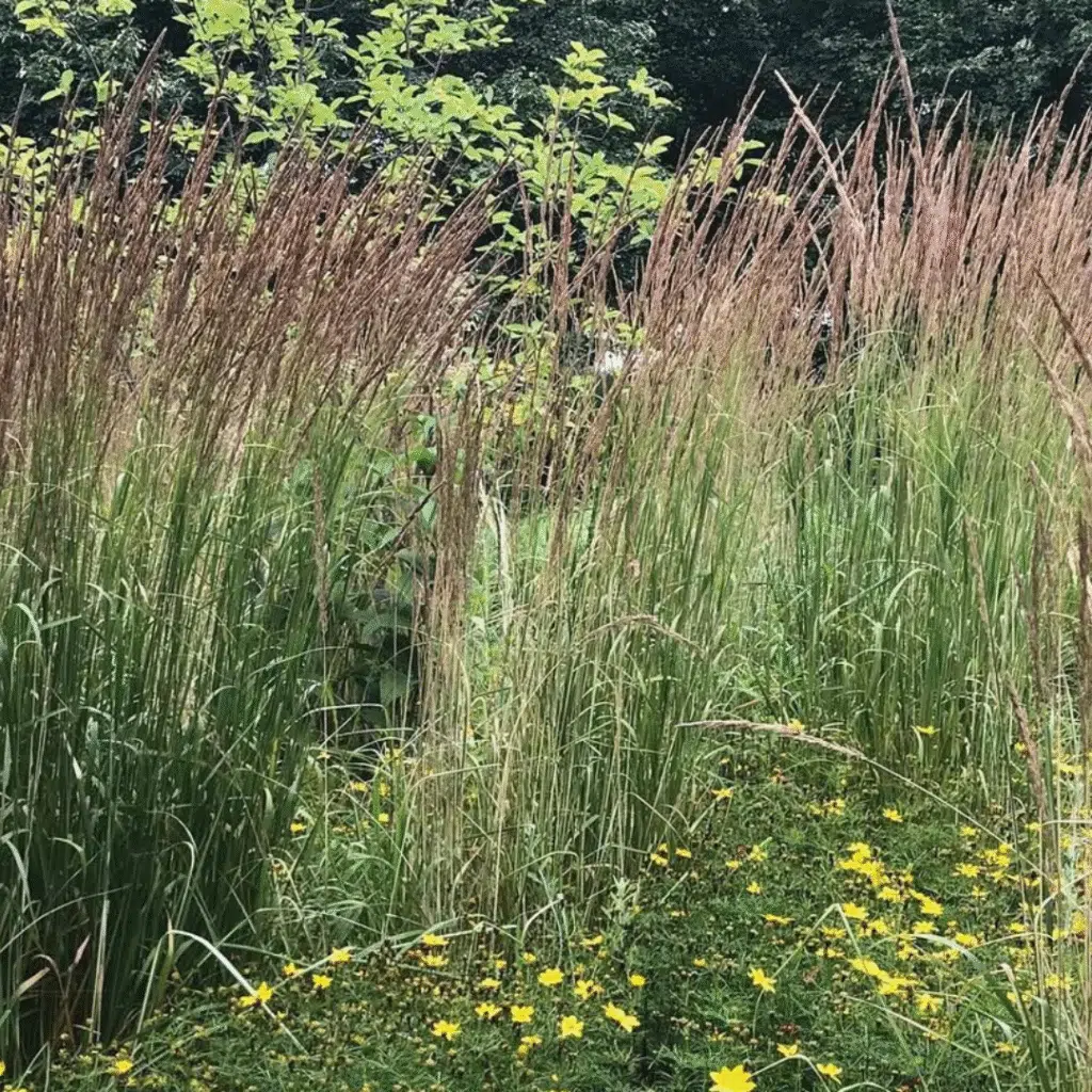 Calamagrostis Avalanche (Struisriet)
