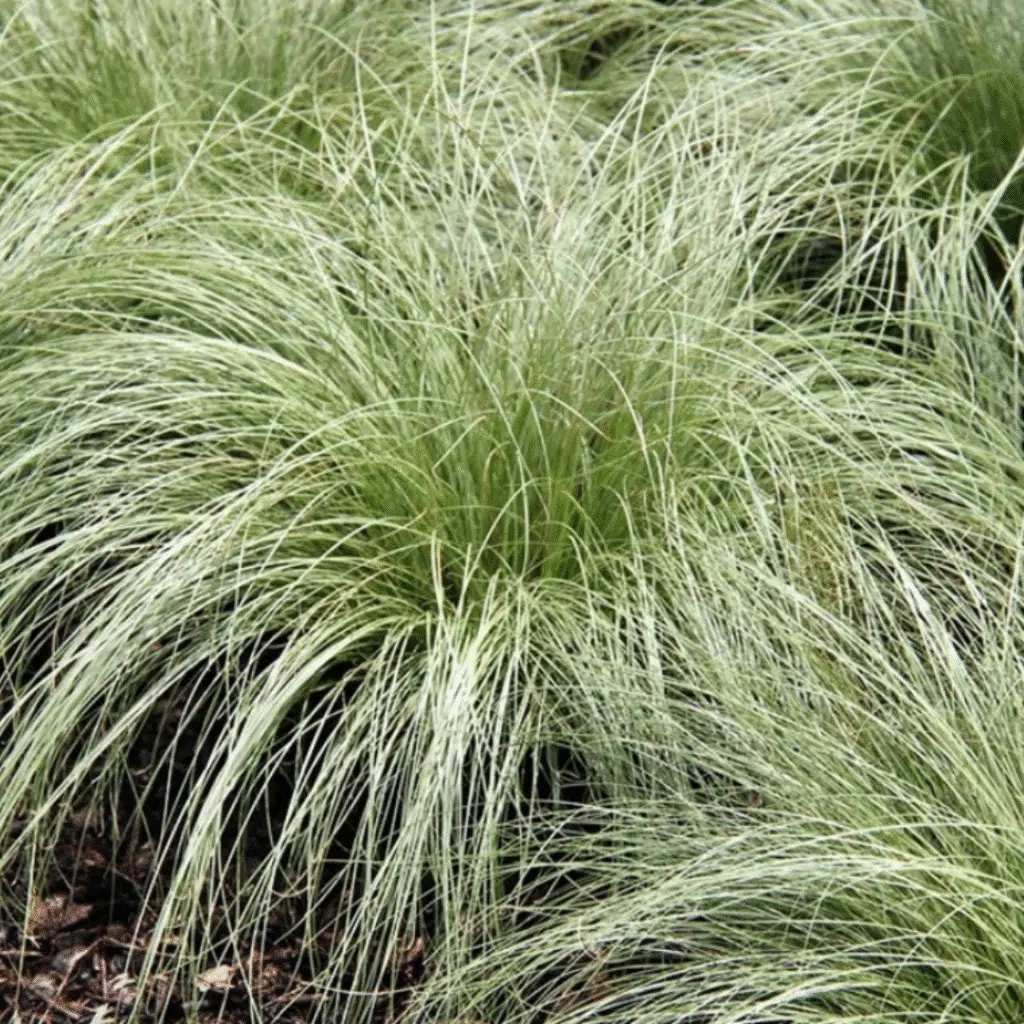Carex Comans Amazon Mist (Zegge)