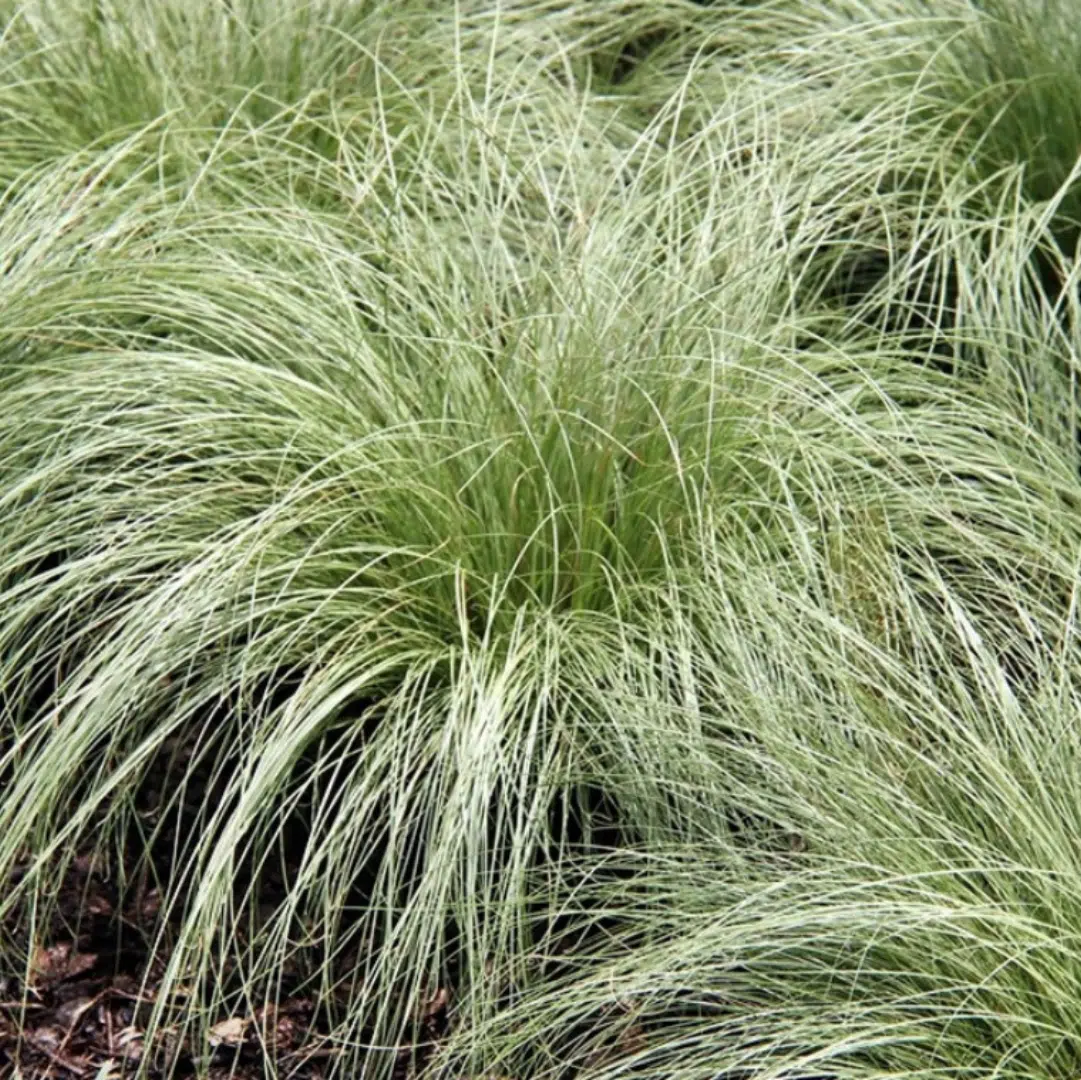 Carex Comans Amazon Mist (Zegge)
