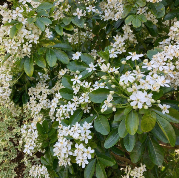 Choisya Ternata Aztec Pearl - Afbeelding 2