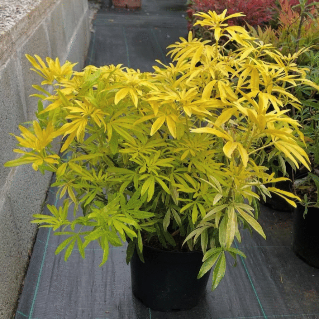 Choisya Ternata Goldfinger (Mexicaanse Oranjebloesem)