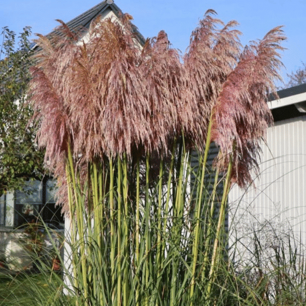 Cortaderia Selloana Rosea (Pampasgras) - Afbeelding 2
