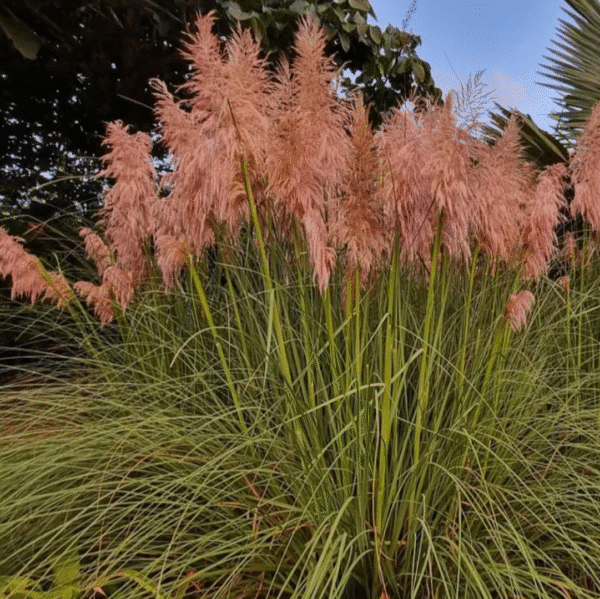 Cortaderia Selloana Rosea (Pampasgras)