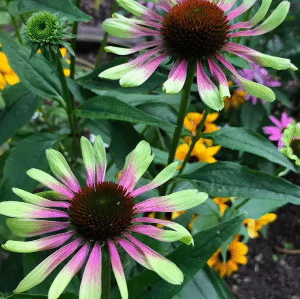 Echinacea purpurea Green Twister (Zonnehoed) - Afbeelding 2