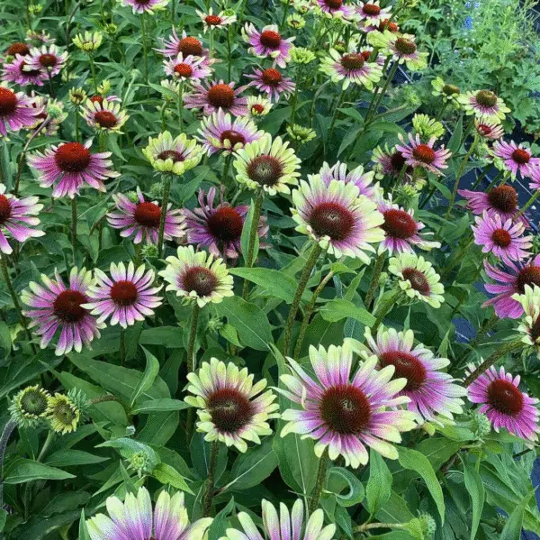 Echinacea purpurea Green Twister (Zonnehoed)