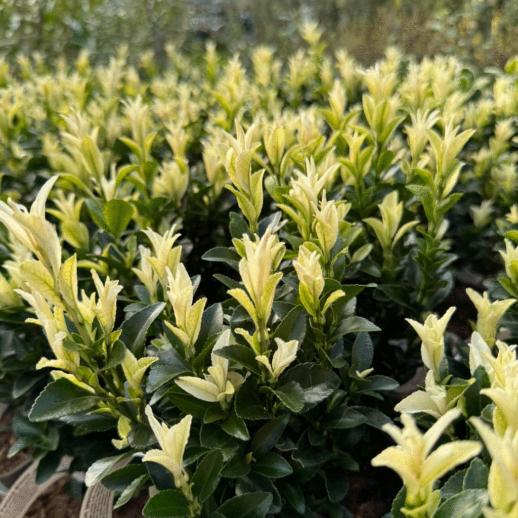 Euonymus Japonicus Paloma Blanca