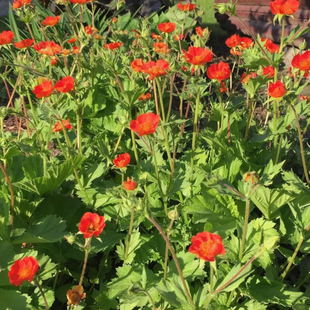 Geum Coccineum Tosai (Nagelkruid)