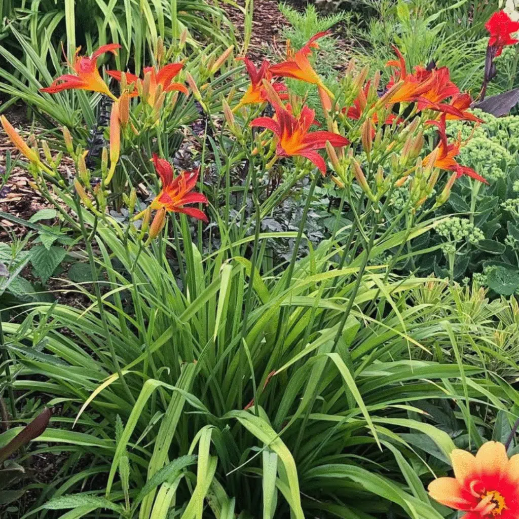 Hemerocallis Sammy Russell (Daglelie)