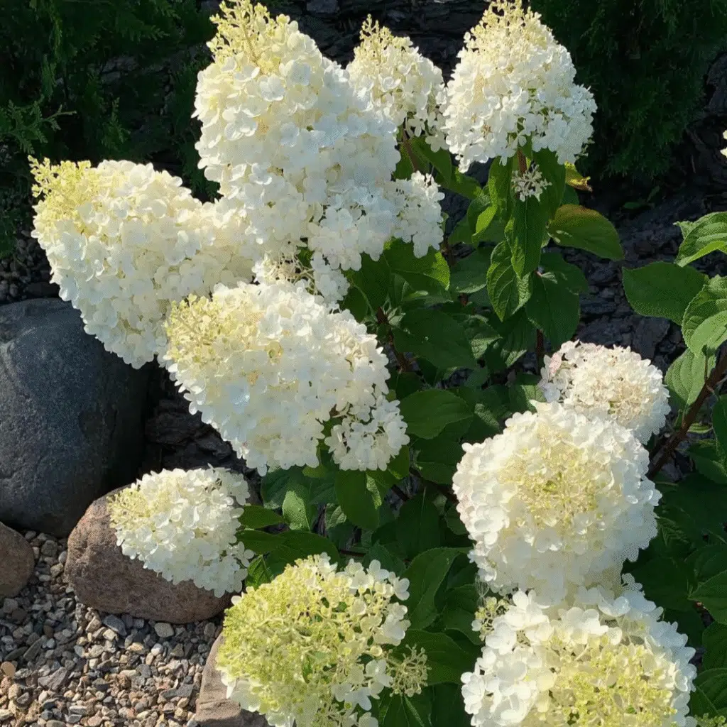   Hydrangea Paniculata Silver Dollar