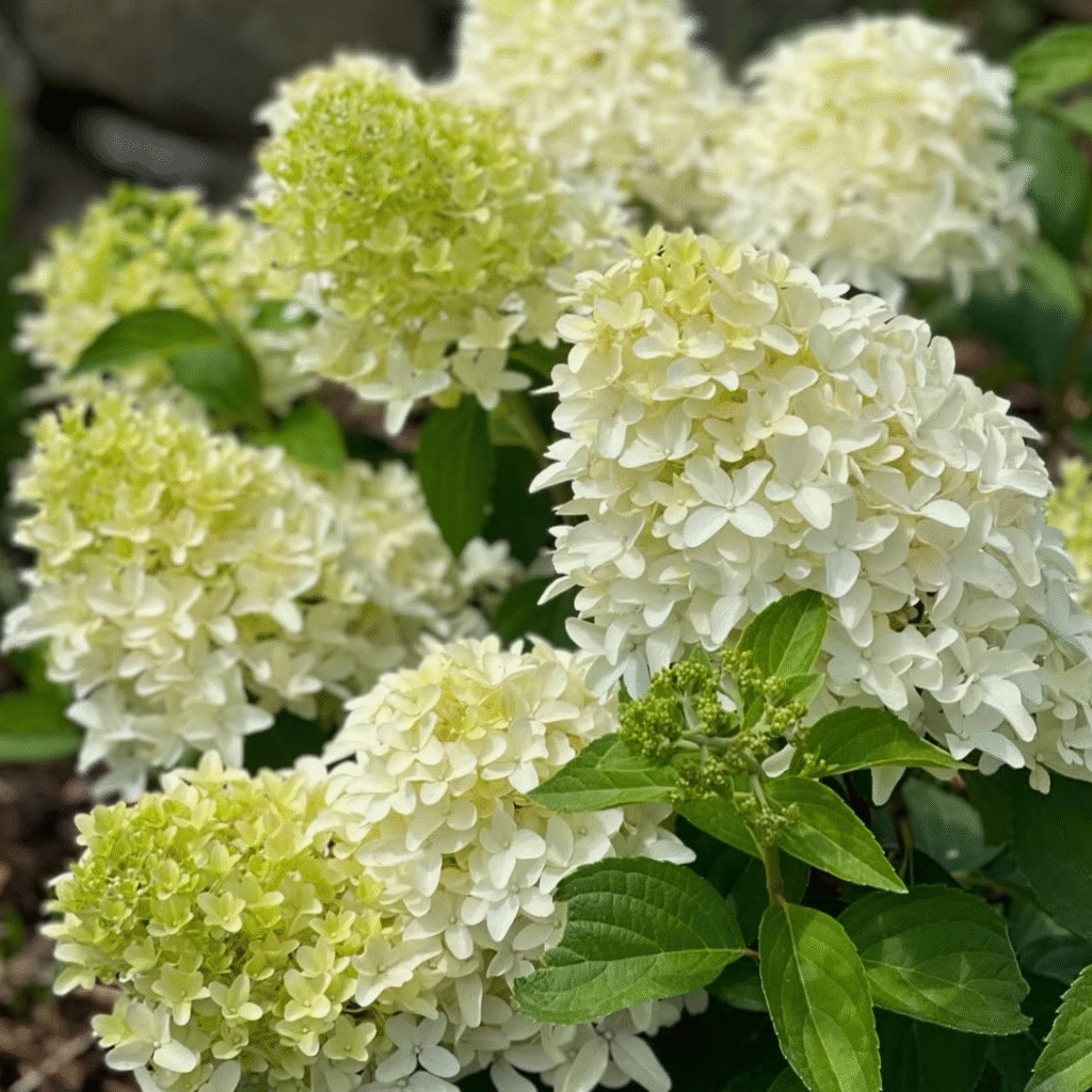 Hydrangea Paniculata Skyfall (Pluimhortensia)