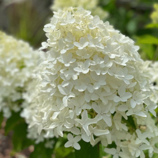 Hydrangea Paniculata Skyfall (Pluimhortensia) - Afbeelding 2