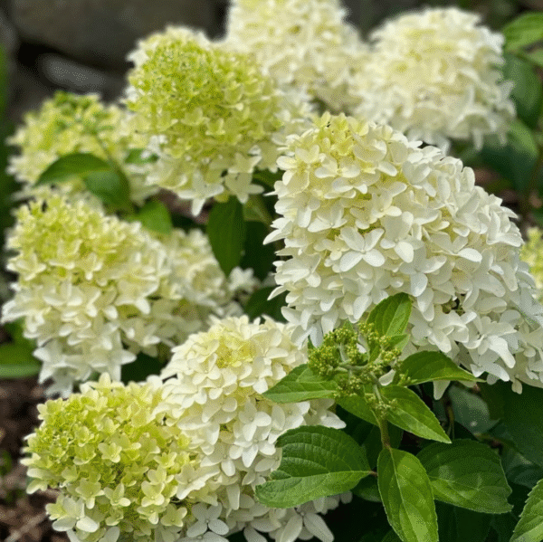Hydrangea Paniculata Skyfall (Pluimhortensia)