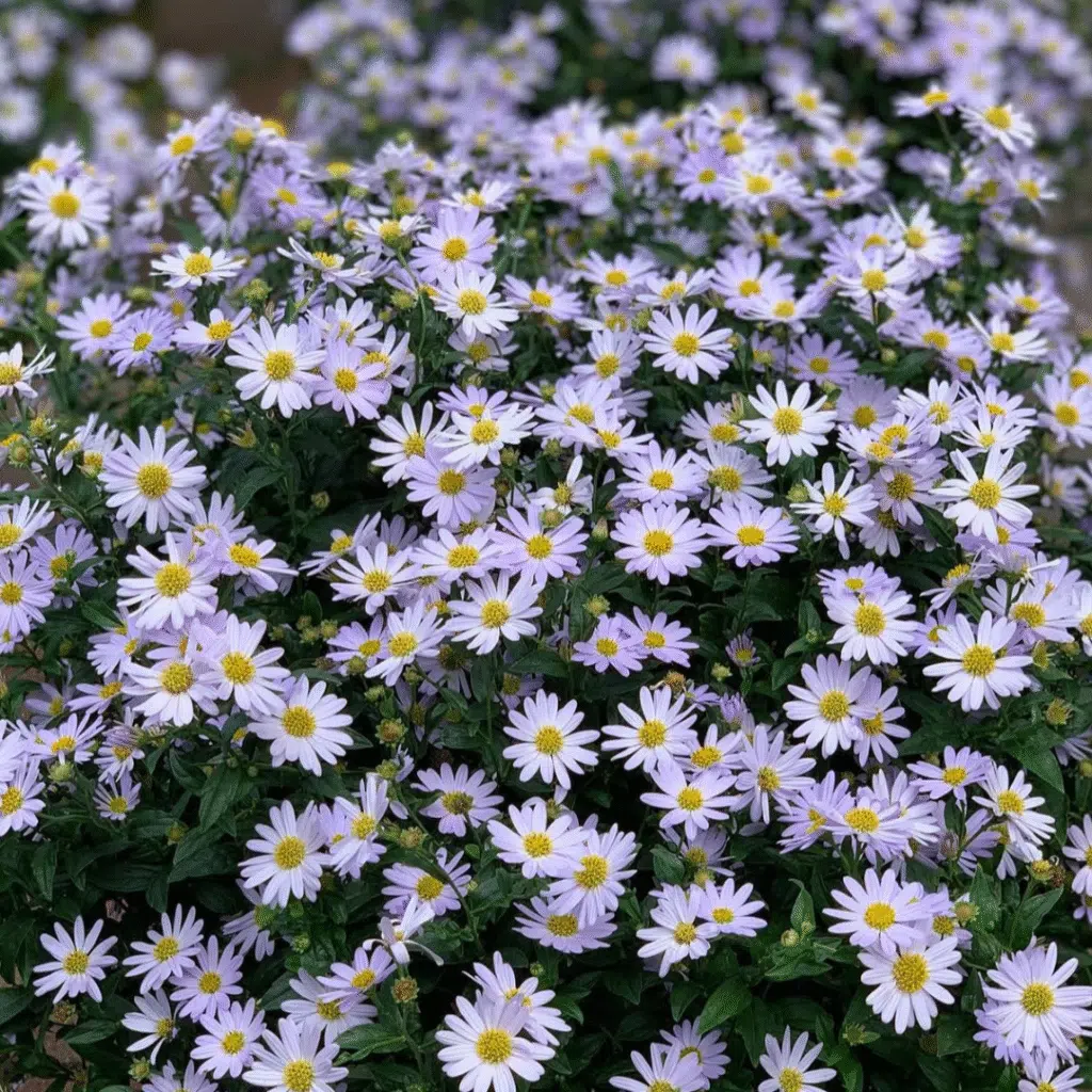 Kalimeris-incisa-Blue-Star-Kalimeris