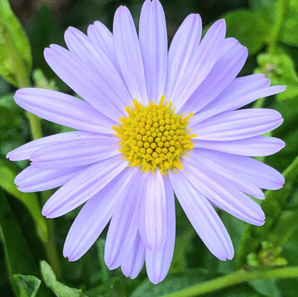 Kalimeris incisa Blue Star (Kalimeris) - Afbeelding 2