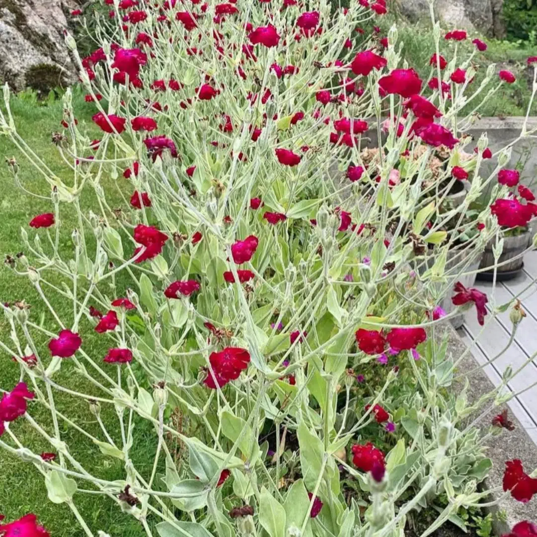 Lychnis Coronaria (Prikneus) - Afbeelding 2