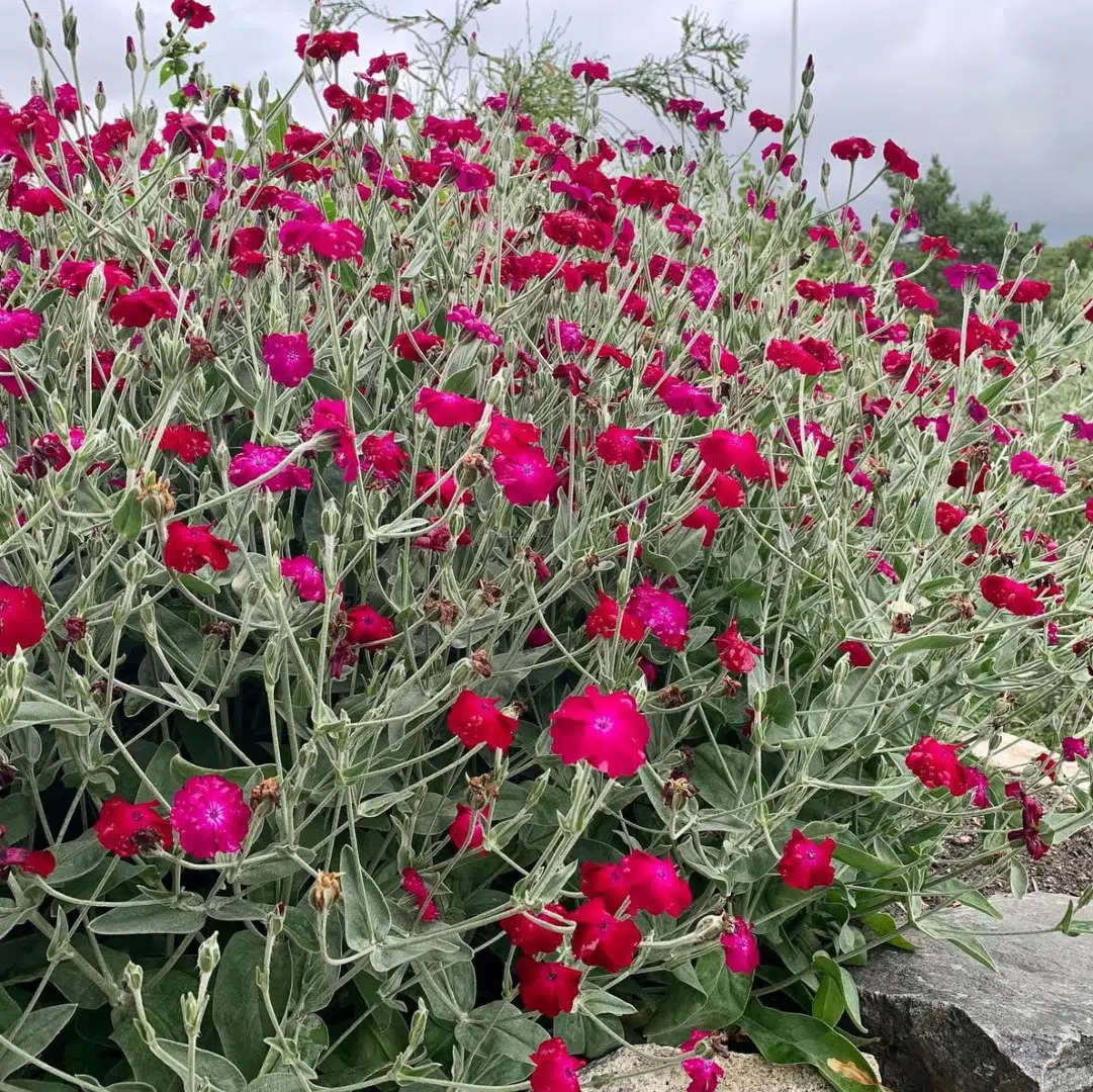 Lychnis Coronaria (Prikneus)