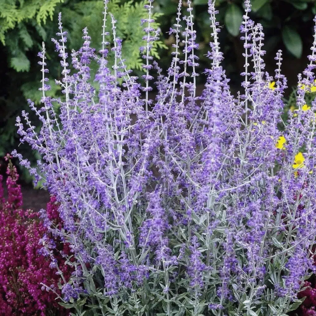 Perovskia Atriplicifolia Little Spire (Reuzenlavendel)