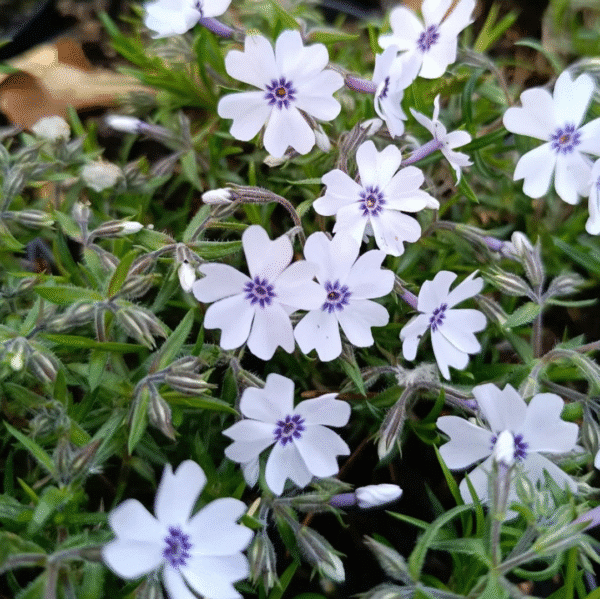 Phlox Subulata Bavaria (Vlambloem)