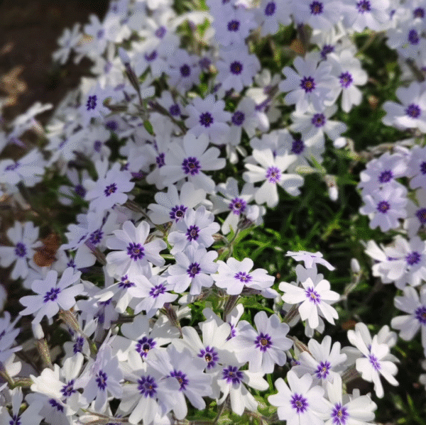 Phlox Subulata Bavaria (Vlambloem) - Afbeelding 2
