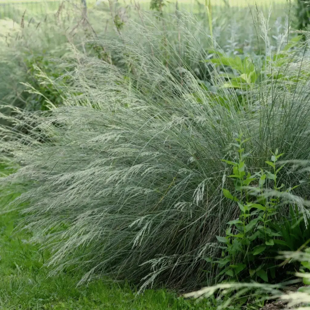 Poa Labillardieri Glauca (Blauwgras)