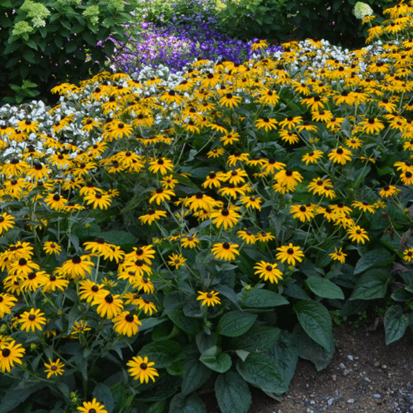 Rudbeckia Fulgida Little Goldstar (Zonnehoed)