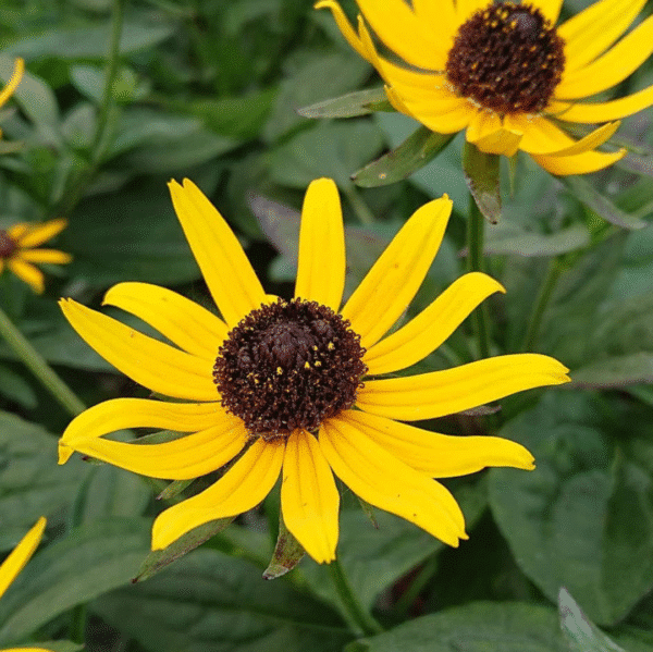 Rudbeckia Fulgida Little Goldstar (Zonnehoed) - Afbeelding 2