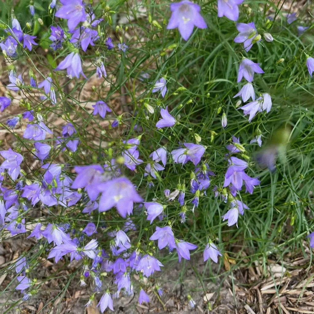Campanula rotundifolia (Rondbladig klokje)