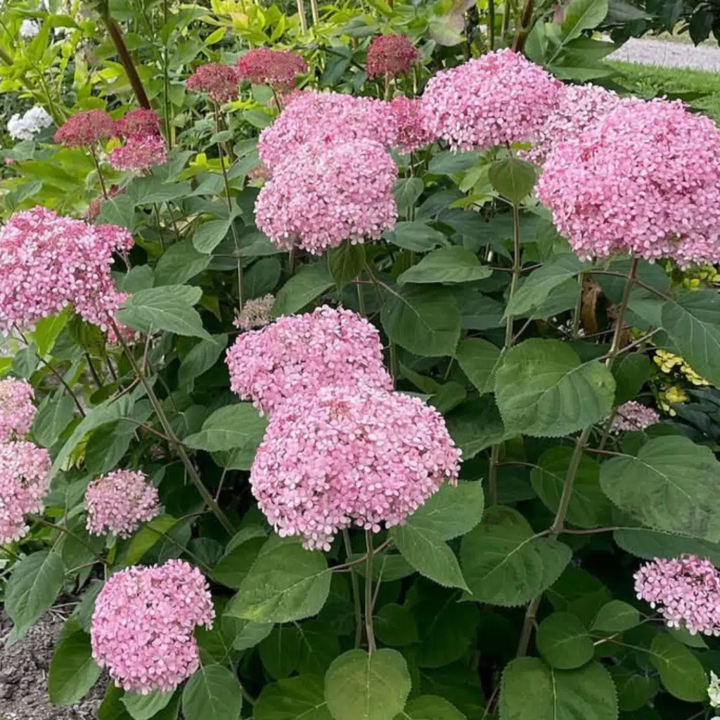 Hydrangea arborescens Pink Annabelle (Hortensia)