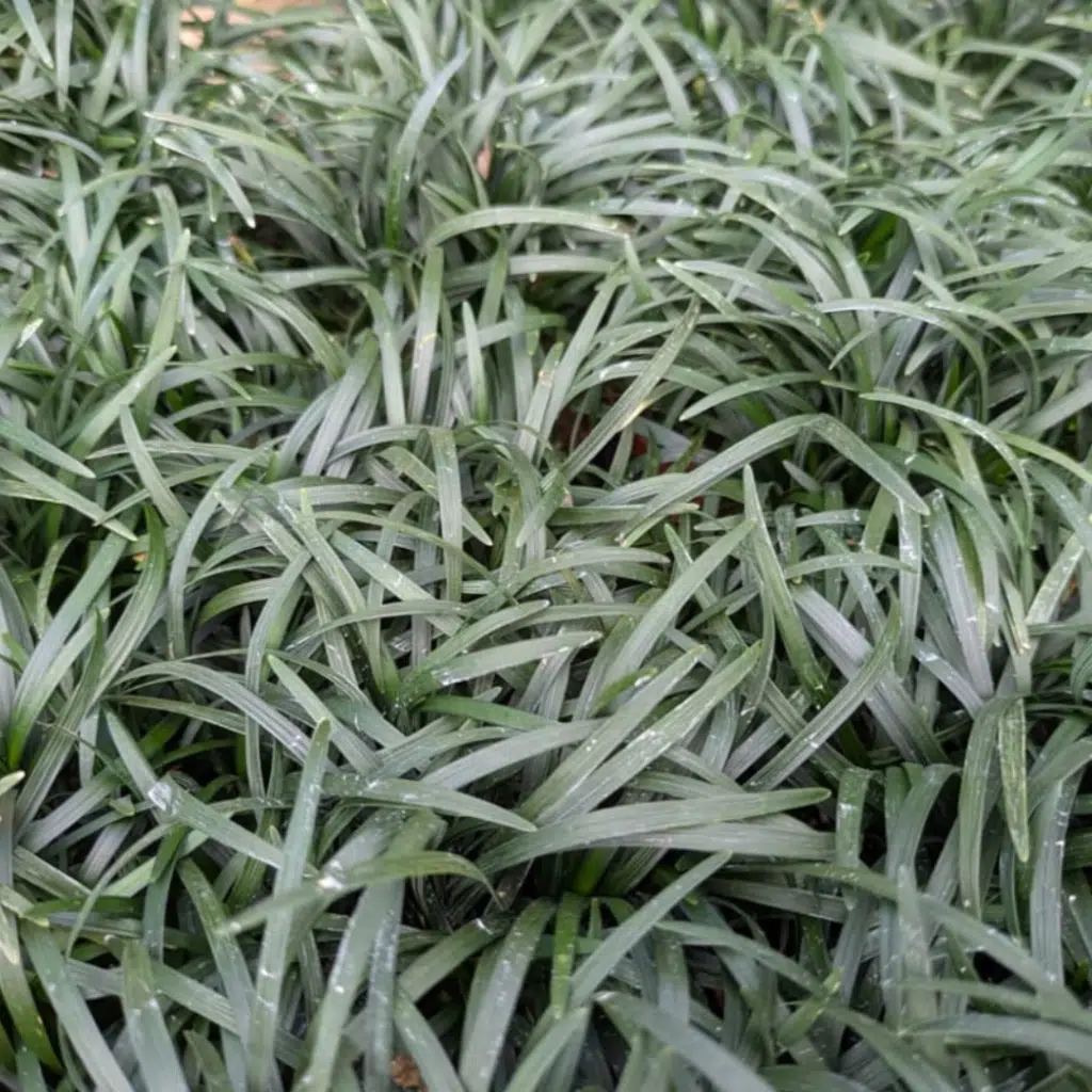 Ophiopogon Japonicus Minor (Slangenbaard)