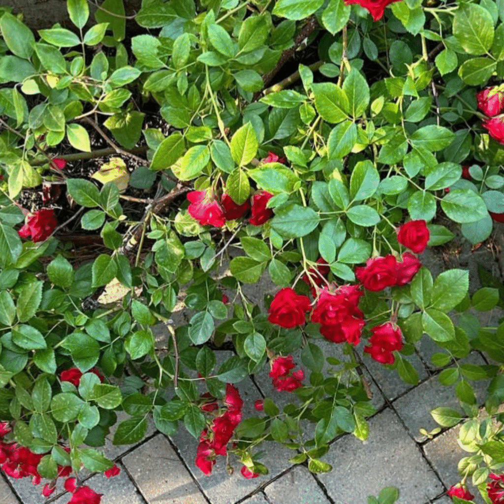 Rosa (P) 'Rote The Fairy'