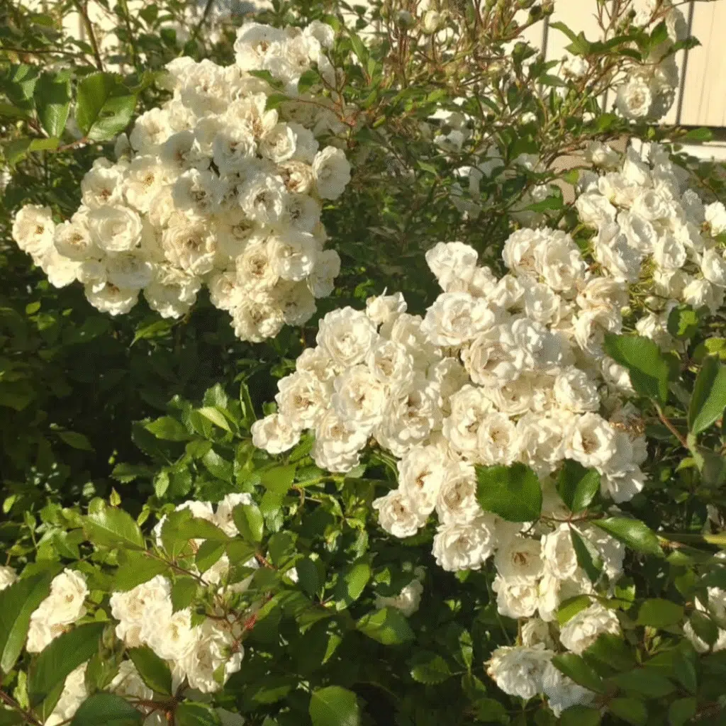 Rosa White Fairy (roos)