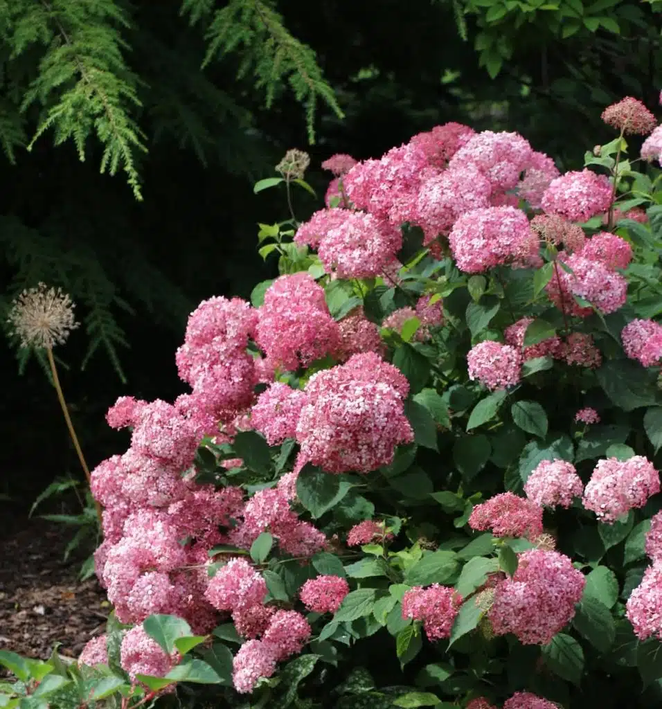 Hydrangea Sorbet (Hortensia)